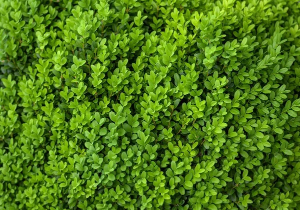 Ένα Κοντινό Πλάνο Των Μικρών Φρέσκων Πράσινων Φύλλων Ενός Θάμνου — Φωτογραφία Αρχείου