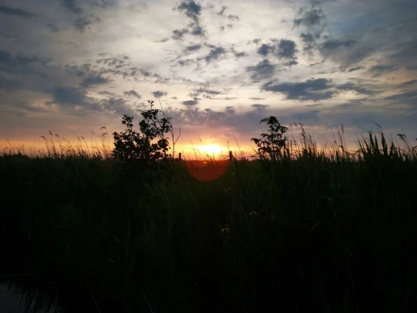 Horizontale Aufnahme Eines Feldes Mit Grünem Hohen Gras Unter Dem — Stockfoto