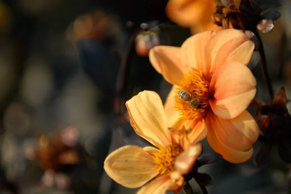 Las Flores Amarillas Recién Florecidas Capturadas Bajo Luz Del Sol — Foto de Stock