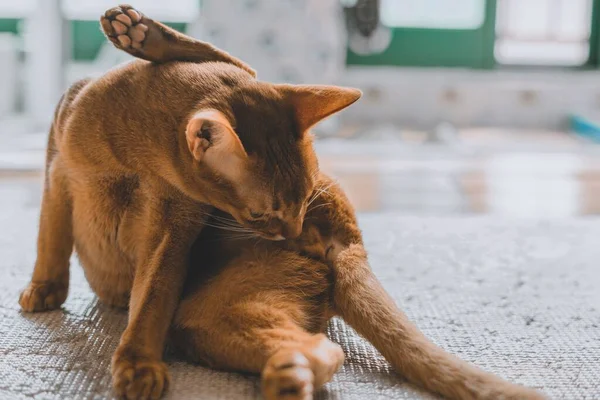 Gros Plan Chat Brun Léchant Ses Organes Génitaux — Photo