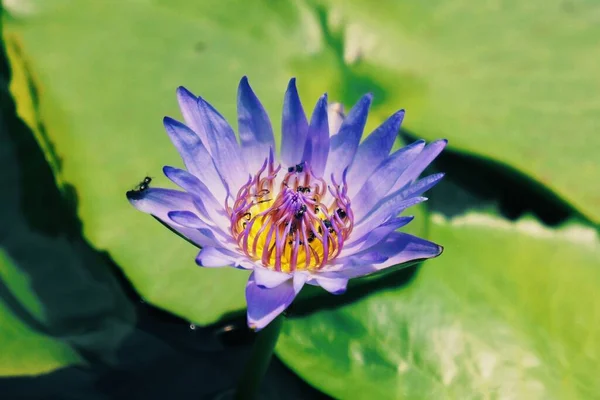 Tiro Close Uma Bela Flor Lírio Água Roxa Fundo Borrado — Fotografia de Stock