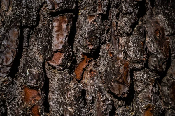 Une Texture Rugueuse Brune Surface Tronc Arbre Parfaite Pour Fond — Photo