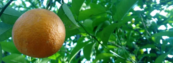 木にぶら下がっている熟したオレンジの選択的焦点ショット — ストック写真