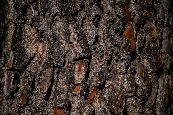 Uma Textura Marrom Áspera Superfície Tronco Árvore Perfeito Para Fundo — Fotografia de Stock