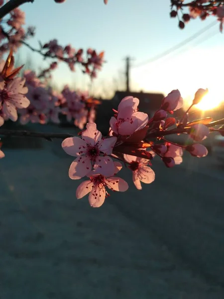 Gros Plan Belles Fleurs Cerisier Sur Arbre Extérieur Soir — Photo