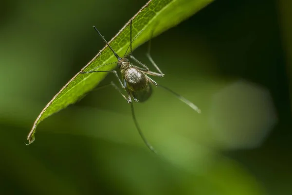 Selective Focus Shot Mosquito Resting Green Grass — Stock Photo, Image