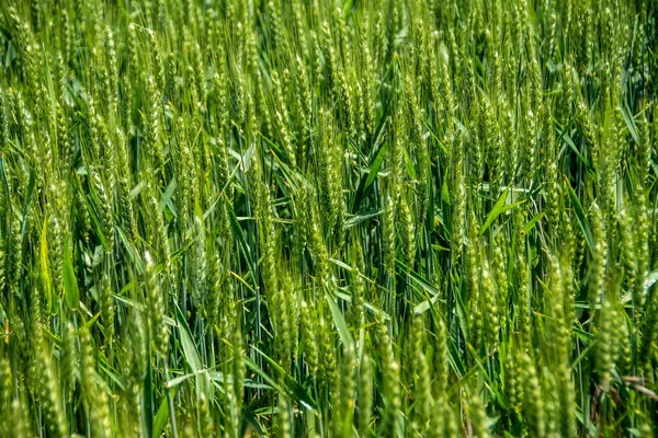 Поле Полностью Покрытое Зеленой Пшеницей Фоновая Концепция — стоковое фото