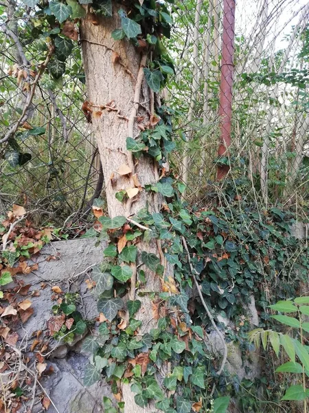 Eine Vertikale Aufnahme Eines Baumstammes Vor Einem Maschendrahtzaun Der Von — Stockfoto