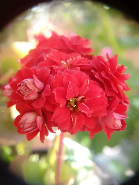 Селективный Снимок Розового Цветка Размытом Фоне — стоковое фото