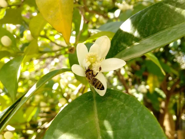 Een Closeup Van Een Bee Zamelend Nectar Van Een Witte — Stockfoto
