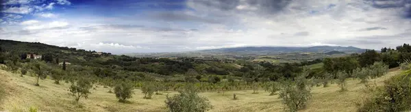 Panoramatický Záběr Stromů Trávy Poli Pod Zataženou Oblohou — Stock fotografie