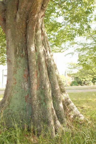 Parktaki Güneş Işığının Altındaki Kalın Bir Ağaç Gövdesinin Seçici Odak — Stok fotoğraf