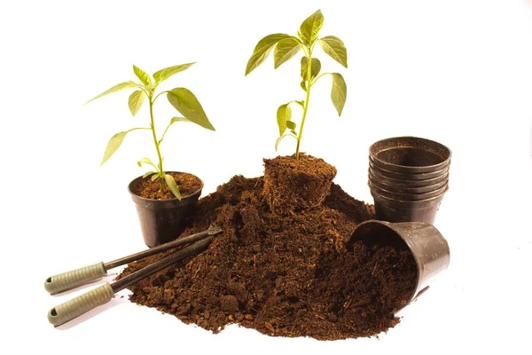 Primer Plano Macetas Plantas Suelo Sobre Fondo Blanco Aislado —  Fotos de Stock