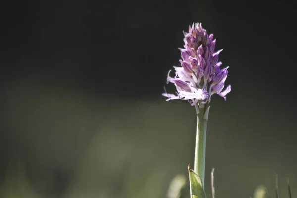 Detailní Záběr Květinu Orchis Italica — Stock fotografie