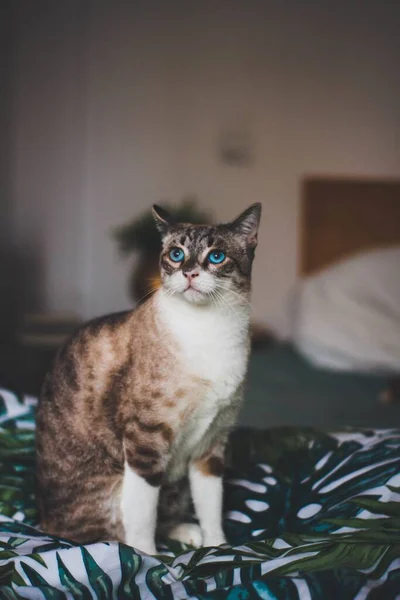 一只美丽的红白相间的猫 蓝眼睛抬头坐在毛毯上 拍摄了一张垂直的特写照片 — 图库照片