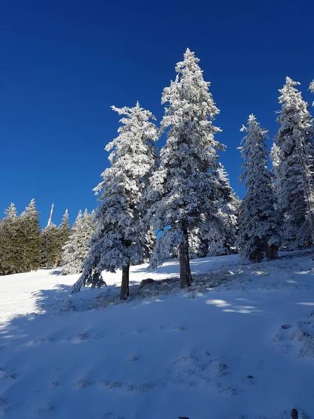 Eine Flache Aufnahme Der Schönen Schneebedeckten Tannen Wald — Stockfoto