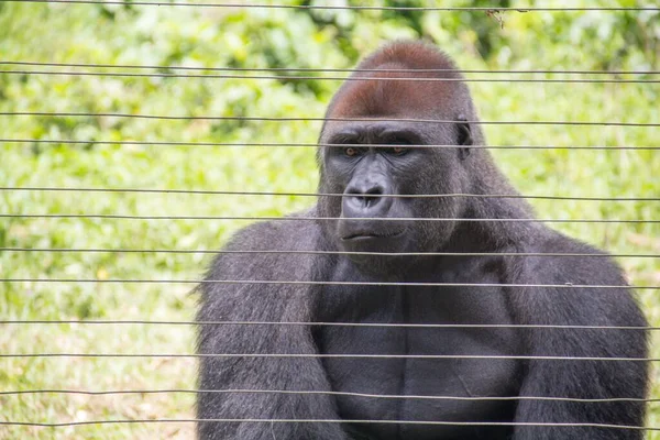 Gros Plan Gorille Derrière Les Clôtures Dans Zoo Sous Lumière — Photo