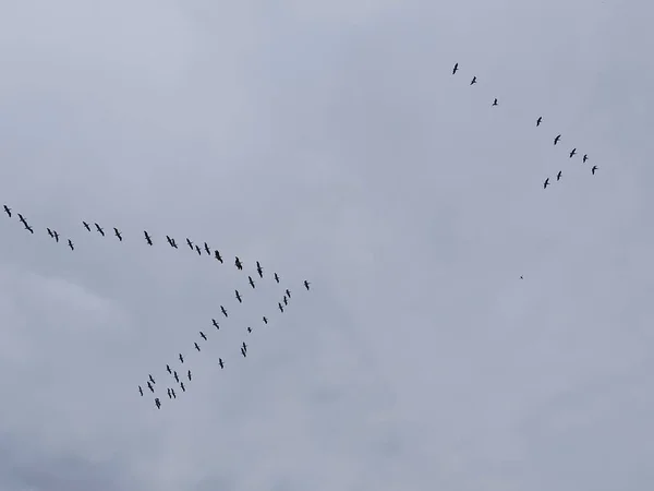 Tiro Ángulo Bajo Bandada Aves Voladoras Bajo Cielo Nublado — Foto de Stock