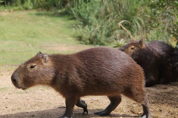 Ένα Κοντινό Πλάνο Του Capybaras Ένα Χωράφι Καλυμμένο Πράσινο Κάτω — Φωτογραφία Αρχείου