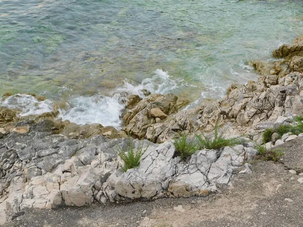 Крупный План Скалистого Берега Зелеными Растениями Морем Дневное Время — стоковое фото