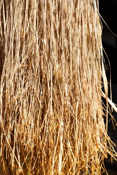 乾いた棒と草を垂直方向に閉じるショット — ストック写真
