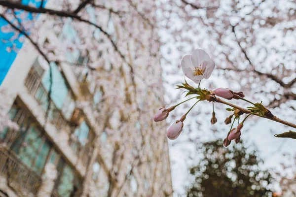 特写在树枝上的樱花特写 — 图库照片