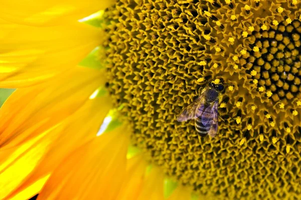 太陽の下でひまわりの上に蜂のクローズアップショット 壁紙のために素晴らしい — ストック写真