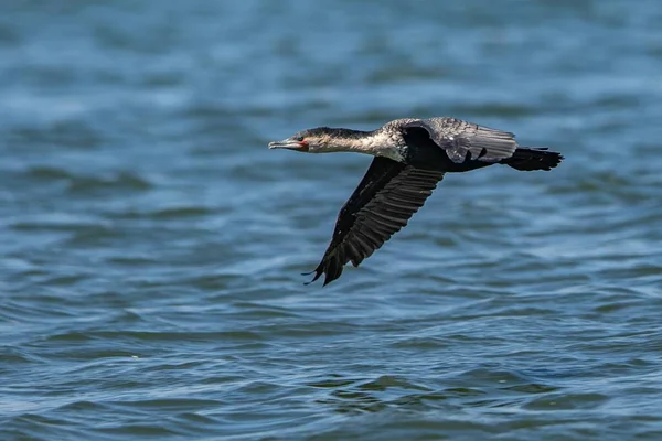Eine Selektive Fokusaufnahme Einer Schönen Ente Flug Über Dem See — Stockfoto