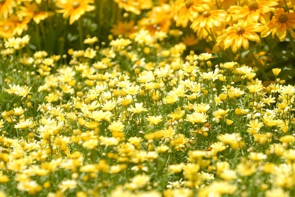 Bellissimi Fiori Gialli Appena Sbocciati Natura — Foto Stock