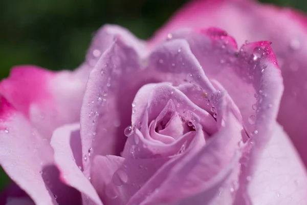 Zbliżenie Ujęcia Purpurowej Róży Kroplami Wody Tym — Zdjęcie stockowe