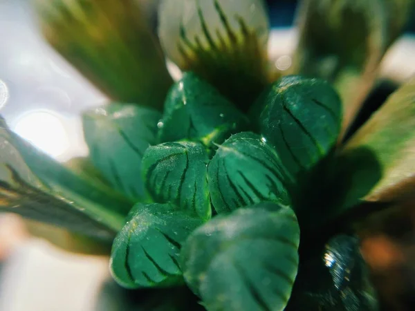 Närbild Färska Gröna Växter Täckt Med Daggdroppar — Stockfoto