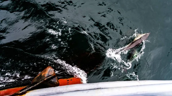 Una Toma Aérea Delfín Nadando Cerca Superficie Del Mar — Foto de Stock