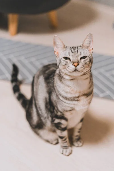Eine Vertikale Aufnahme Einer Grau Gestromten Katze Die Auf Einer — Stockfoto