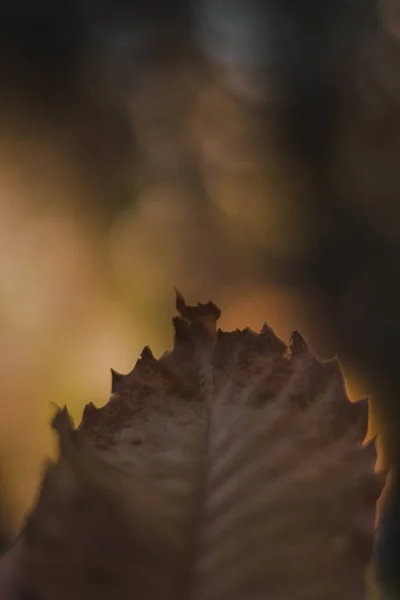 Pionowe Zbliżenie Suchego Brązowego Liścia Zamazanym Tłem — Zdjęcie stockowe