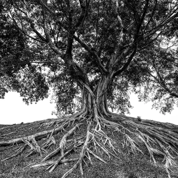 Grayscale Shot Aged Tree Roots Captured Forest — Stock Photo, Image