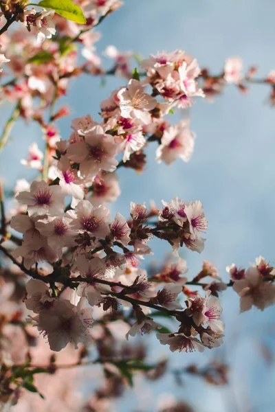 Eine Vertikale Selektive Fokusaufnahme Schöner Kirschblütenzweige — Stockfoto