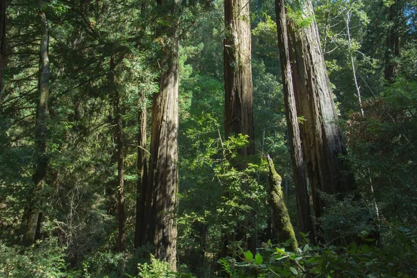 Ліс Вкритий Каліфорнійськими Червоними Деревами Під Сонячним Світлом Вдень — стокове фото