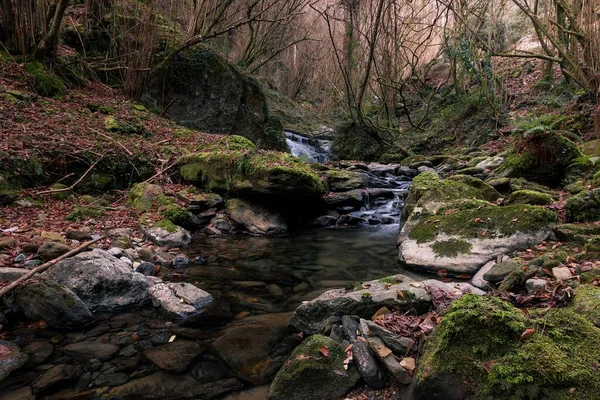 Närbild Stenig Flod Skogen — Stockfoto