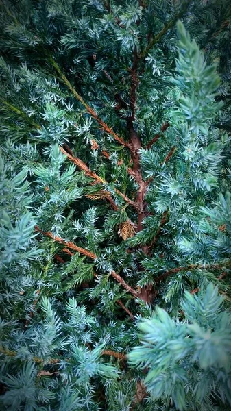常绿树枝和针叶的垂直纹理背景 — 图库照片