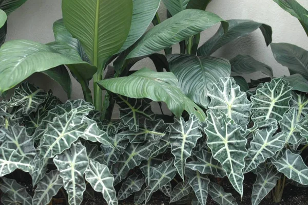 様々な形と葉のパターンを持ついくつかの植物 背景に最適です — ストック写真