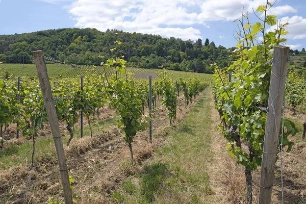 The vineyards at the Palatinate wine region in Germany