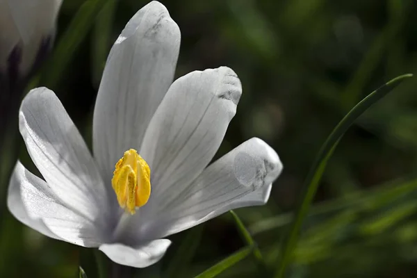 Close Flor Colchicum — Fotografia de Stock