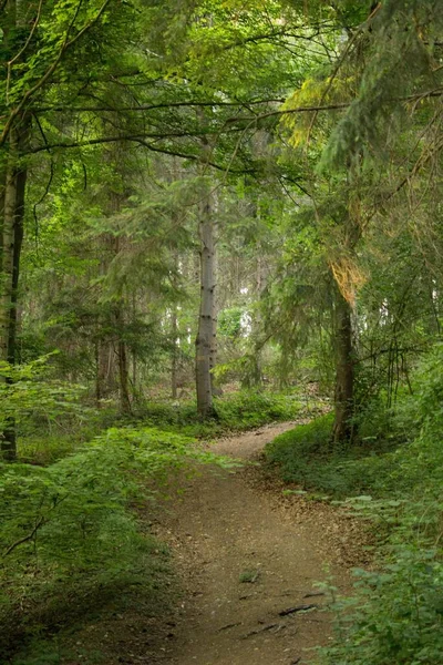 Vertikal Bild Växande Träd Skogen Solljuset — Stockfoto