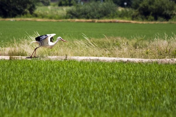 Flachbild Aufnahme Eines Weißstorchs Auf Einem Flugbereiten Feld — Stockfoto
