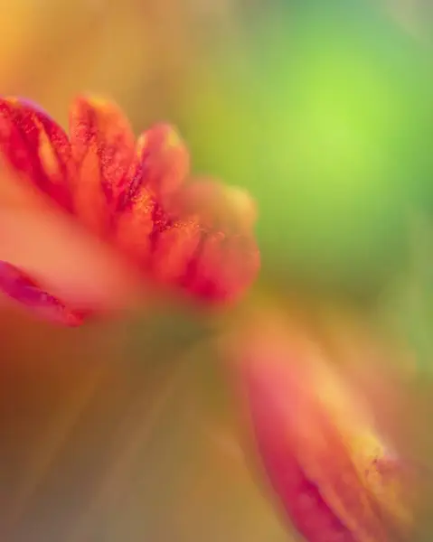 Bir Çiçeğin Kırmızı Yaprağının Bulanık Görüntüsü Duvar Kağıdı Arkaplanı Için — Stok fotoğraf