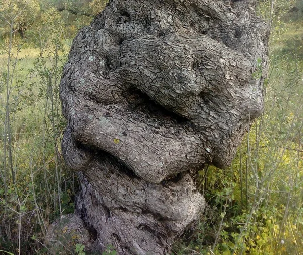 Eine Nahaufnahme Eines Unregelmäßig Geformten Baumstammes Auf Dem Feld Mit — Stockfoto