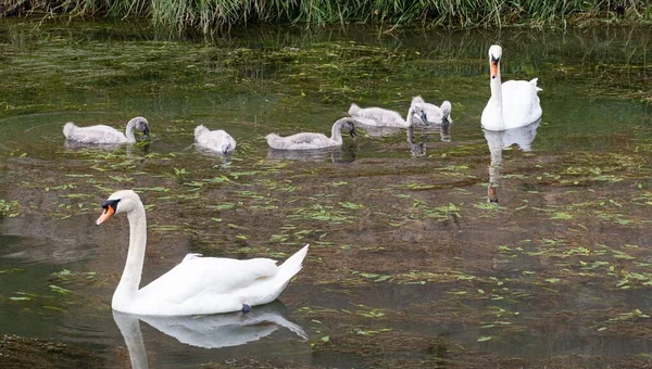 Крупный План Красивых Белых Лебедей Маленьких Лебедей Купающихся Озере — стоковое фото