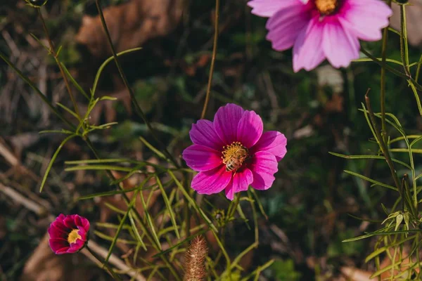 Tiro Foco Seletivo Uma Abelha Coletando Néctar Uma Flor Roxa — Fotografia de Stock