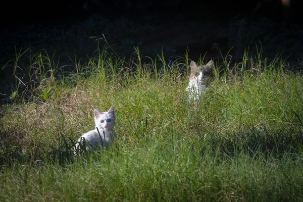 Красивый Симпатичный Белый Котенок Кошка Мать Зеленой Траве — стоковое фото