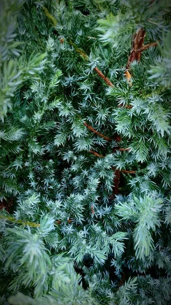 Vertical Textured Background Evergreen Tree Branch Needles — Stock Photo, Image